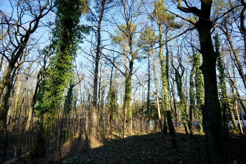 Działka Sprzedaż - mazowieckie, piaseczyński, Piaseczno (gw), Zalesie Górne