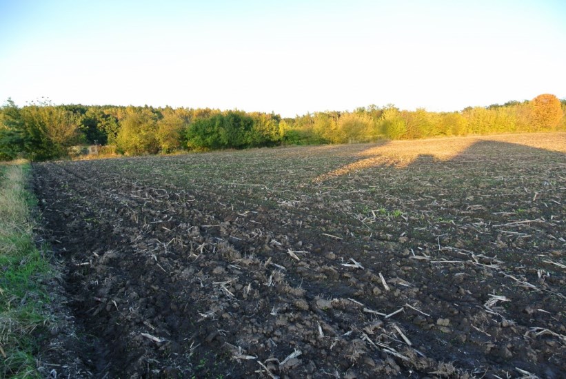 Działka Sprzedaż - Kielce province, pińczowski, Działoszyce, Dziekanowice